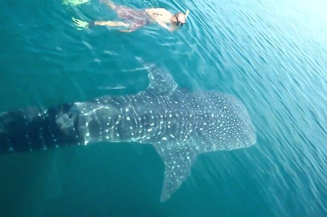 Whale Shark from Cancun, Riviera Maya and Tulum All Inclusive - What to Expect from the Whale Shark Tour