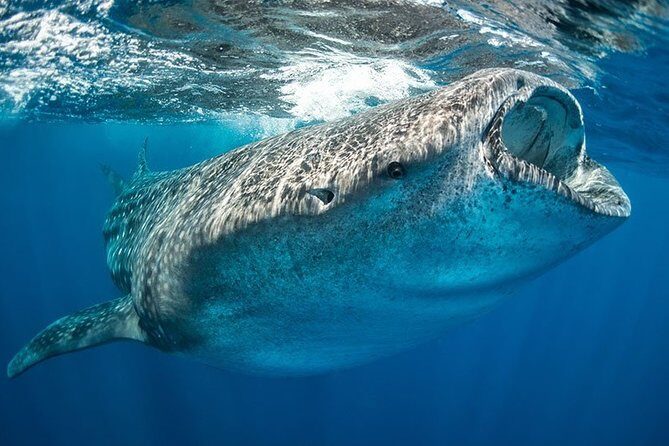 Whale Shark from Cancun, Riviera Maya and Tulum All Inclusive - FAQ