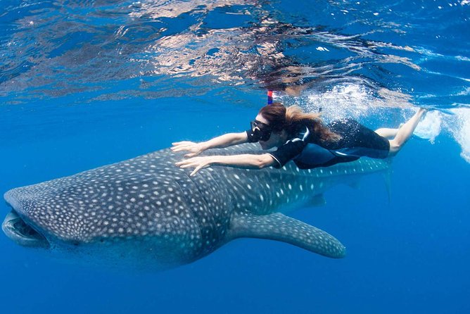 Whale Shark From Cancun, Riviera Maya and Tulum All Inclusive - Lowest Price Guarantee