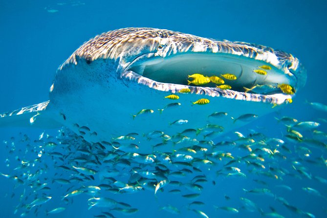 Whale Shark From Cancun, Riviera Maya and Tulum All Inclusive - The Sum Up
