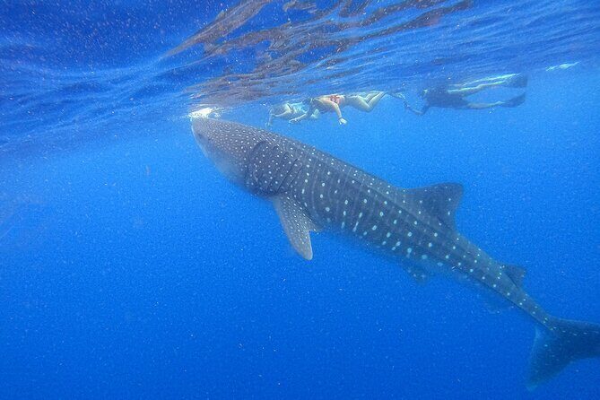 Whale Shark Group Adventure from Isla Holbox - Good To Know