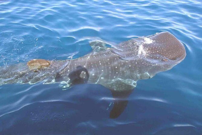 Whale Shark Group Adventure from Isla Holbox - An In-Depth Look at the Whale Shark Adventure from Isla Holbox