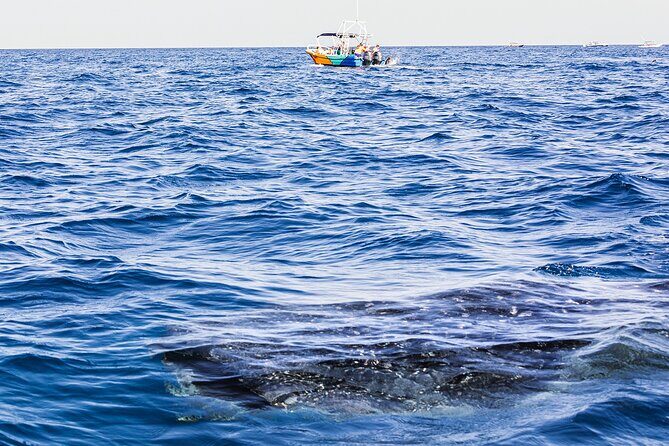 Whale Shark Group Adventure from Isla Holbox - Final Thoughts