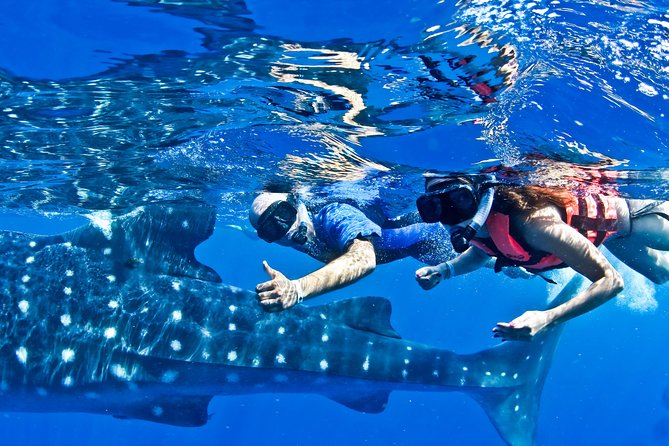 Whale Shark in Cancun - Snorkeling Experience With Wild Whale Sharks