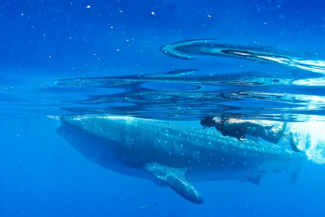Whale Shark in Cancun - Meeting and Pickup Information