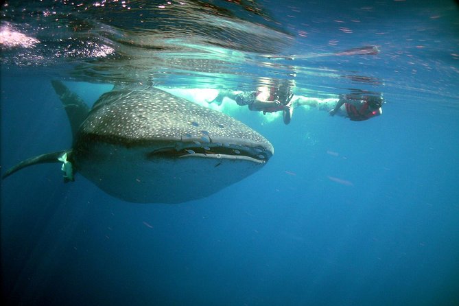 Whale Shark in Cancun - What to Expect During the Snorkeling Tour