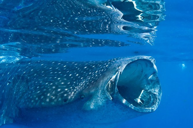 Whale Shark in Cancun - Important Guidelines for Swimming With Whale Sharks