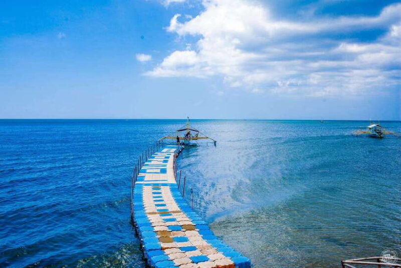 Whale Shark Interaction at Donsol Sorsogon by ZCHEDULISTA - An Overview of the Tour Experience