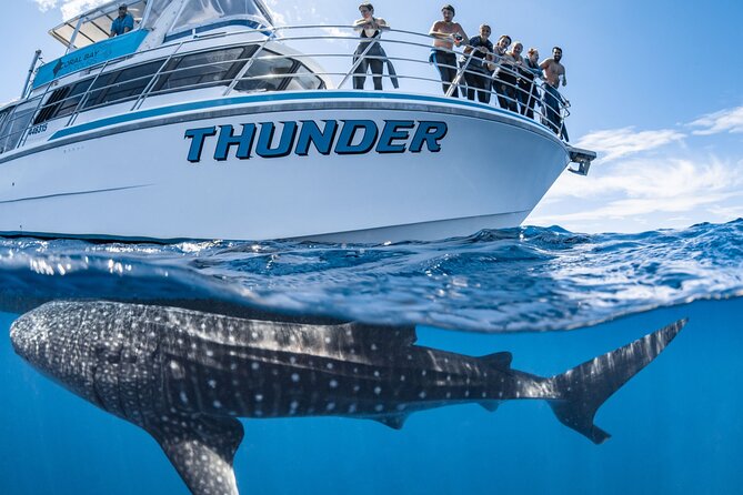 Whale Shark Safari - Tour Overview