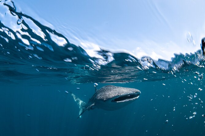 Whale Shark Safari - Traveler Reviews