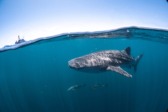 Whale Shark Safari - Admission Tickets
