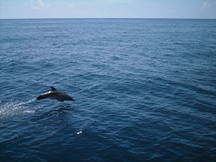 Whale Shark Safari Snorkeling Tour - Tour Details