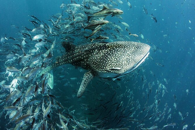 Whale Shark Sighting & Snorkeling Experience With Isla Mujeres Visit - Additional Info