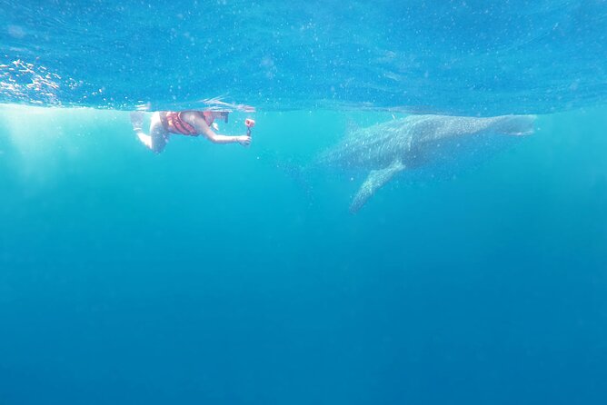 Whale Shark Sighting & Snorkeling Experience With Isla Mujeres Visit - Cancellation Policy