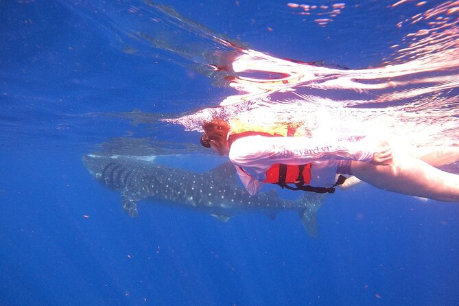 Whale Shark Sighting & Snorkeling Experience With Isla Mujeres Visit - Common Questions
