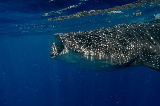 Whale Shark Snorkeling Adventure With Lunch - Overview and Itinerary