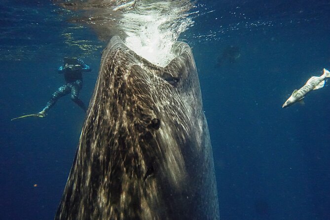 Whale Shark Snorkeling Adventure With Lunch - Reviews and Pricing