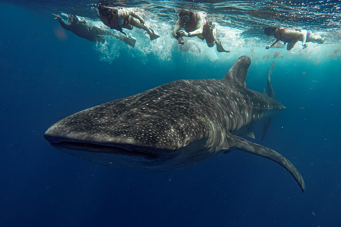 Whale Shark Snorkeling Adventure With Lunch - Directions