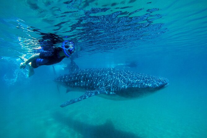 Whale Shark Snorkeling Experience From Cancun and Riviera Maya - Booking Confirmation