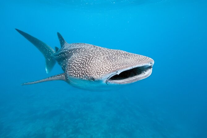 Whale Shark Snorkeling Experience From Cancun and Riviera Maya - Additional Information