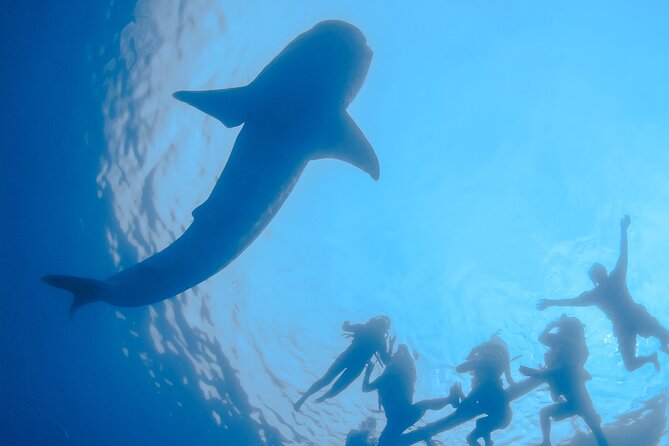 Whale Shark Snorkeling Experience From Cancun and Riviera Maya - Traveler Photos and Reviews