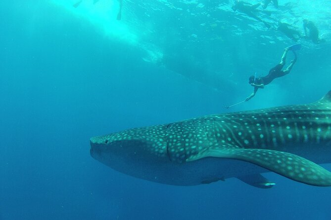 Whale Shark Snorkeling Experience From Cancun and Riviera Maya - Pricing and Terms & Conditions