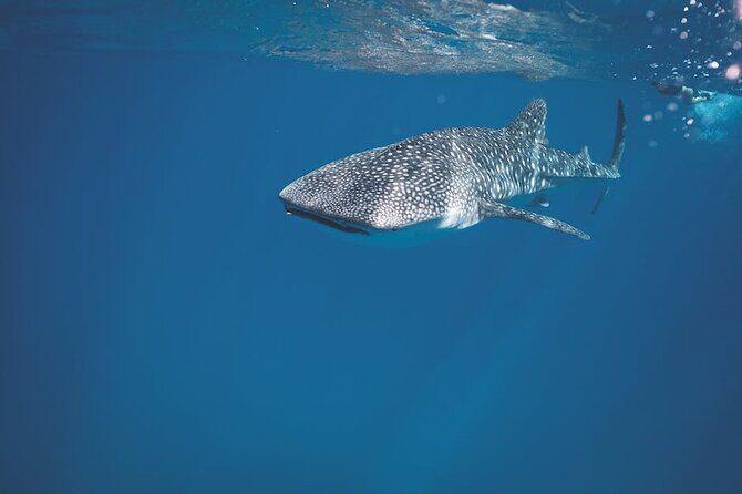 Whale Shark Snorkeling in La Paz - Whale Shark Snorkeling in La Paz: An Honest Review of the Experience