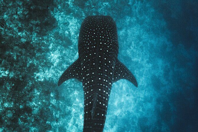 Whale Shark Snorkeling in La Paz - The Experience: What to Expect on the Tour