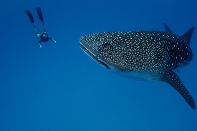 Whale Shark Snorkeling in La Paz - The Practical Details