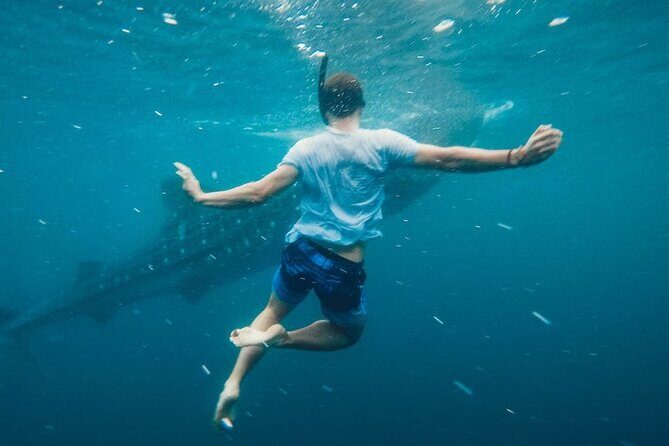 Whale Shark Snorkeling in La Paz - Who Will Benefit Most?