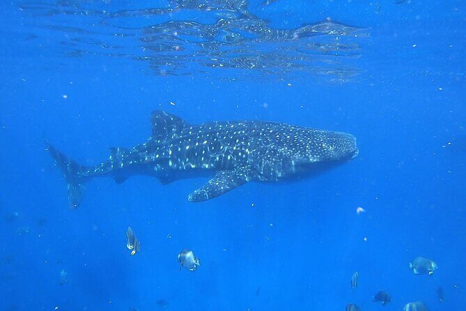 Whale Shark Snorkeling in La Paz - Final Thoughts