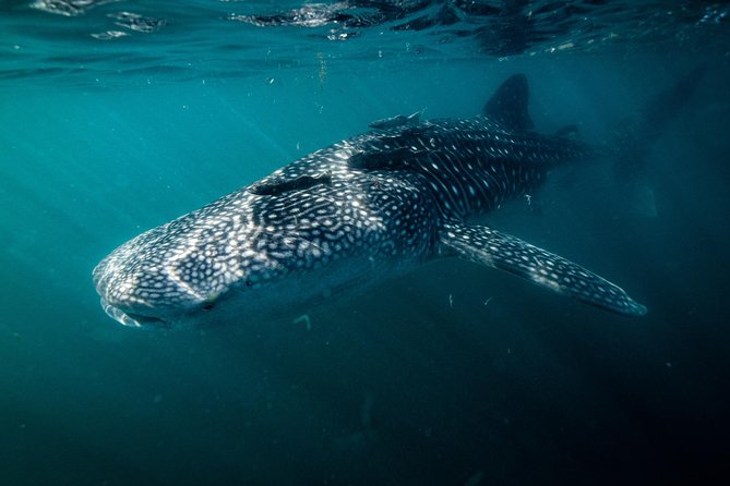 Whale Shark Snorkeling Tour in a Reduced Group With Local Marine Biologist - Snorkeling Adventure From La Paz