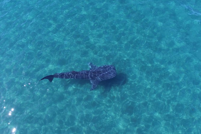 Whale Shark Snorkeling Tour in a Reduced Group With Local Marine Biologist - Small Group Sail With Experienced Guide