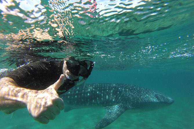 Whale Shark Snorkeling Tour in a Reduced Group With Local Marine Biologist - End Point and Cancellation Policy