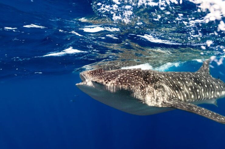 Whale Shark Snorkeling Tour - Tour Details and Booking Information