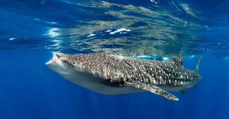 Whale Shark Snorkeling Tour - Tour Highlights and Activities