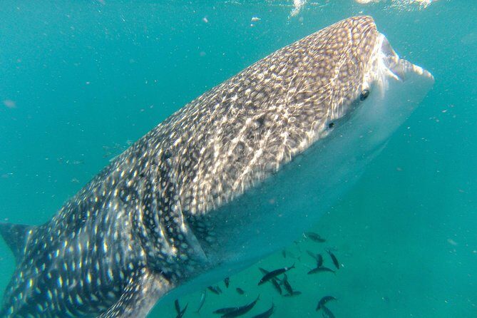 Whale Shark Swim Adventure in La Paz - Good To Know