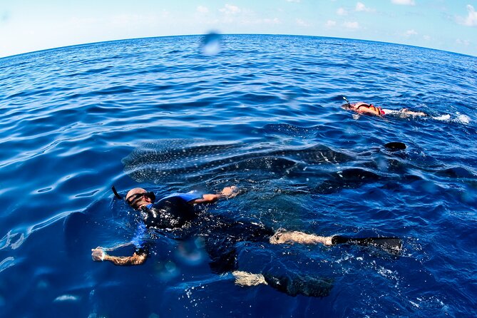 Whale Shark Swim Adventure SMALL GROUP From Cancun - Tour Overview