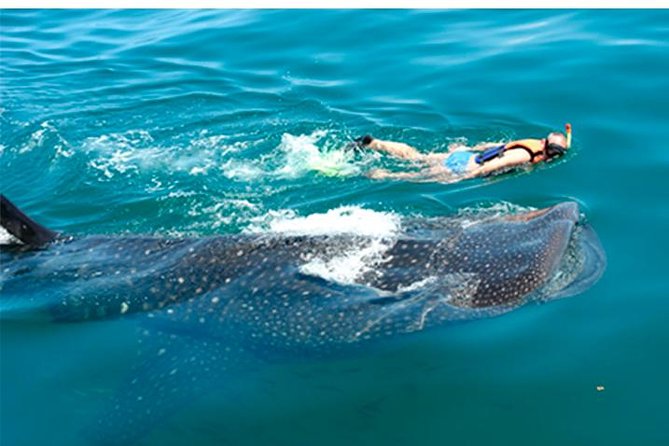 Whale Shark Swim Adventure SMALL GROUP From Cancun - Important Information