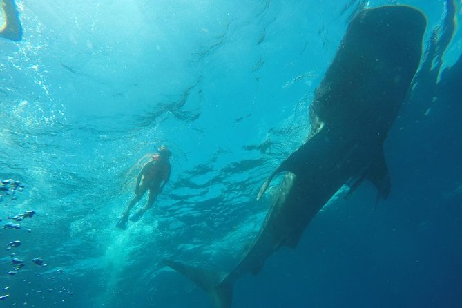 Whale Shark Swim Adventure SMALL GROUP From Cancun - Reviews
