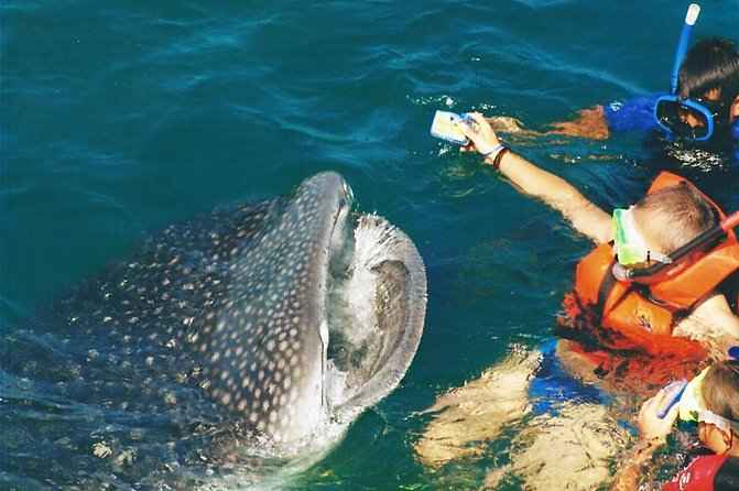 Whale Shark Swim Adventure SMALL GROUP From Cancun - Boat Details