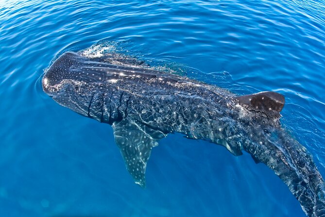 Whale Shark Swim Adventure SMALL GROUP From Cancun - Seasonal Availability