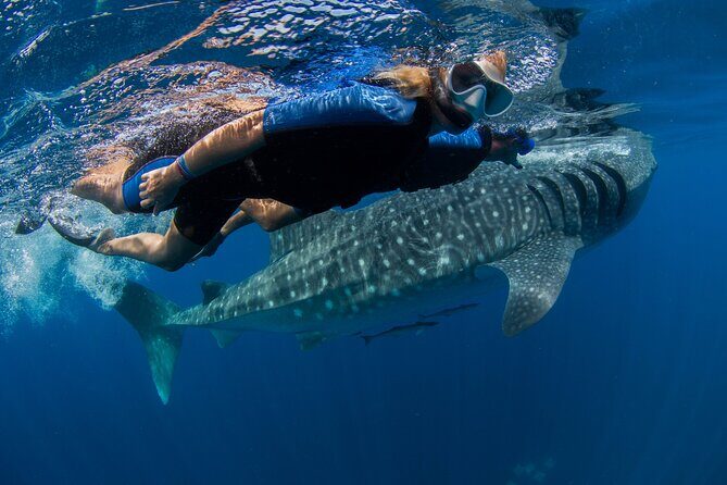 Whale Shark Swimming Adventure from Cancun & Riviera Maya - Seasonal June/Sept - Final Thoughts