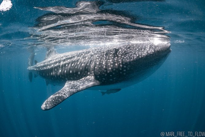 Whale Shark Swimming Adventure From Cancun & Riviera Maya - Seasonal June/Sept - Overview of the Whale Shark Adventure