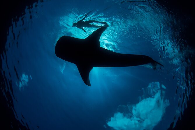 Whale Shark Swimming Adventure From Cancun & Riviera Maya - Seasonal June/Sept - Searching for Whale Sharks in Their Natural Habitat
