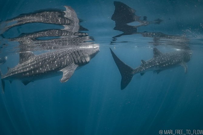 Whale Shark Swimming Adventure From Cancun & Riviera Maya - Seasonal June/Sept - Encounters With Dolphins and Manta Rays