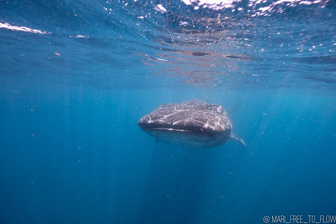 Whale Shark Swimming Adventure From Cancun & Riviera Maya - Seasonal June/Sept - Lunch and Snorkeling at Isla Mujeres