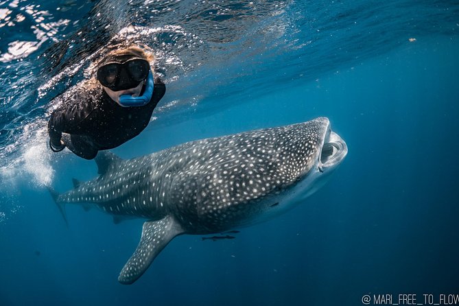 Whale Shark Swimming Adventure From Cancun & Riviera Maya - Seasonal June/Sept - Learning About Whale Shark Behavior and Habitat