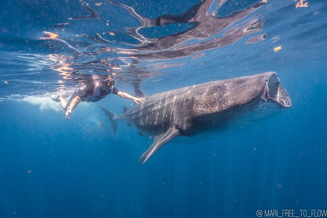 Whale Shark Swimming Adventure From Cancun & Riviera Maya - Seasonal June/Sept - Swimming With Whale Sharks in Small Groups