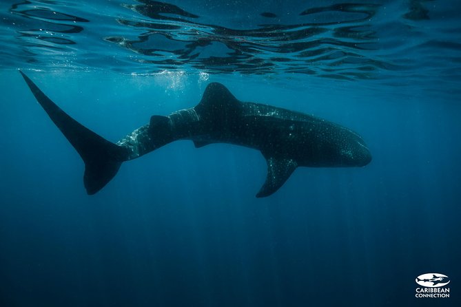 Whale Shark Swimming & Isla Mujeres Beach Visit - Pricing and Logistics